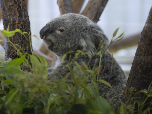 金沢動物園のコアラ