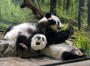 上野動物園のジャイアントパンダ・シンシンとシャオシャオ