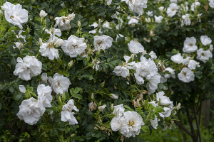 シロバナハマナス（Rosa rugosa f. Alba）バラ