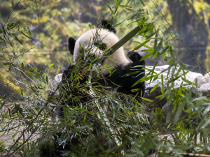 上野動物園のジャイアントパンダ・レイレイ