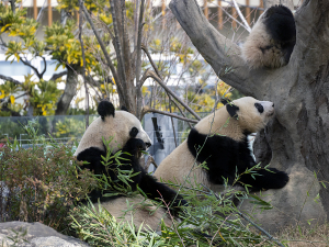 上野動物園のシンシンとシャオシャオ・レイレイ