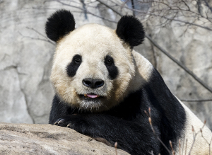 上野動物園のジャイアントパンダ・リーリー