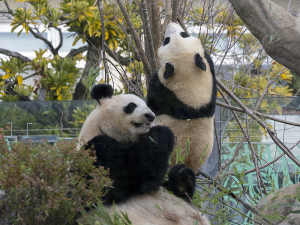 上野動物園のジャイアントパンダ・シンシンとレイレイ