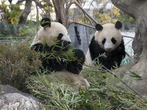 上野動物園のジャイアントパンダ・シンシンとレイレイ