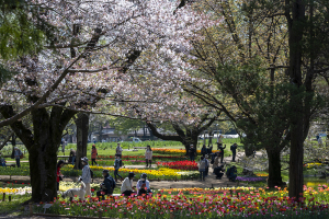 国営昭和記念公園のチューリップと桜