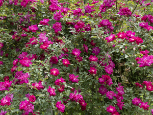 コウシンバラ（庚申バラ）/ロサ キネンシス（Rosa Chinensis）バラ