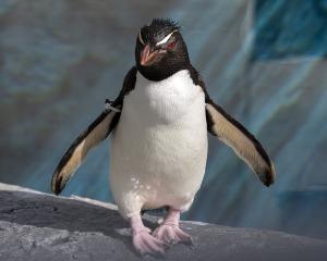 旭山動物園のイワトビペンギン