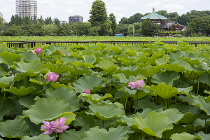 上野公園・不忍池のハス（蓮）