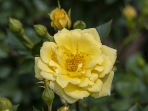 イエロー メイアンディナ（Yellow Meillandina） バラ