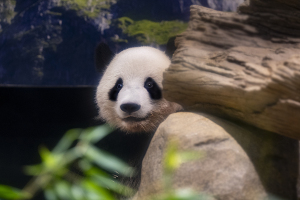上野動物園のジャイアントパンダ・シャオシャオ