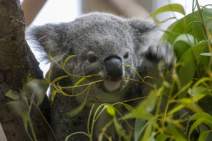 金沢動物園のコアラ（Koala）