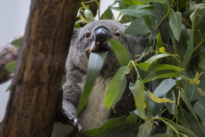 金沢動物園のコアラ（Koala）