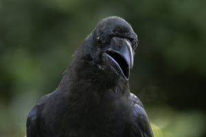 ハシブトガラス（Jungle Crow）