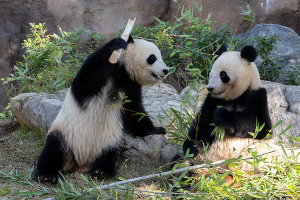 上野動物園のジャイアントパンダ・シャオシャオとレイレイ