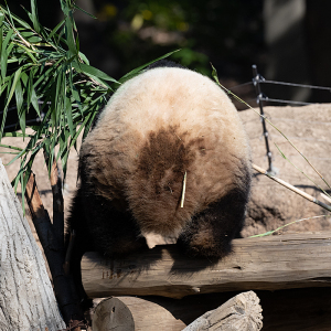 上野動物園のジャイアントパンダ・シャオシャオ