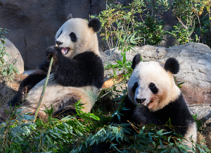 上野動物園のジャイアントパンダ・シャオシャオとレイレイ