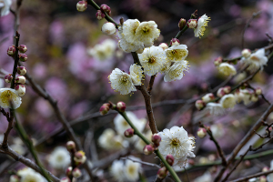 五条天神社の梅の花