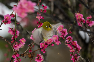 ウメにメジロ