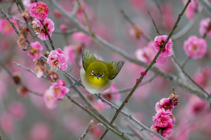 ウメにメジロ