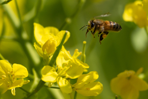 菜の花にミツバチ