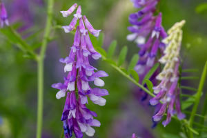 ナヨクサフジ（弱草藤）/ ヘアリーベッチ（Hairy vetch）