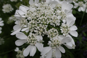 オルレア・グランディフローラ（Orlaya grandiflora）