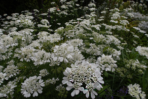 オルレア・グランディフローラ（Orlaya grandiflora）