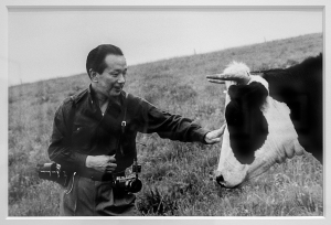 撮影：村上善男《牛と岡本太郎/岩手》1957/6/18　ゼラチン・シルバー・プリント　川崎市岡本太郎美術館蔵