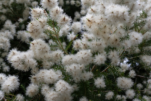 メラレウカ・リナリフォリア（Melaleuca linariifolia）