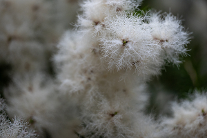 メラレウカ・リナリフォリア（Melaleuca linariifolia）