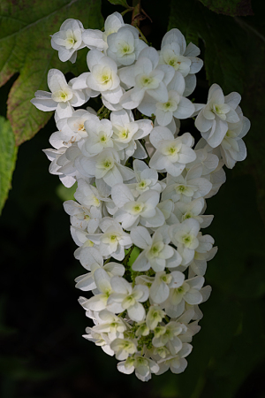 カシワバアジサイ（柏葉紫陽花）