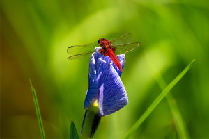 ハナショウブ（花菖蒲）に赤とんぼ