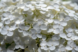 アナベル（Hydrangea arborescens 'Annabelle'）