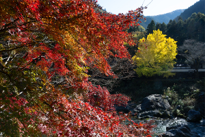 河鹿園の紅葉