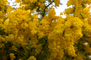 ミモザの花