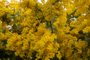 ミモザの花