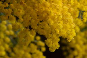 ミモザの花