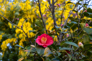 ミモザの花