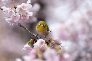 オオカンザクラ（大寒桜）にメジロ