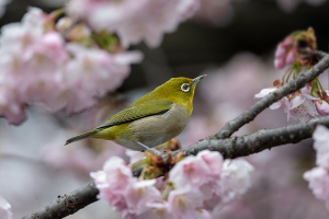 オオカンザクラ（大寒桜）にメジロ