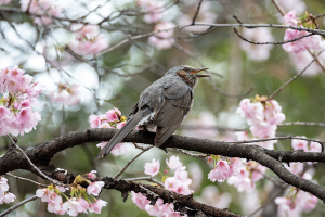 オオカンザクラ（大寒桜）にヒヨドリ