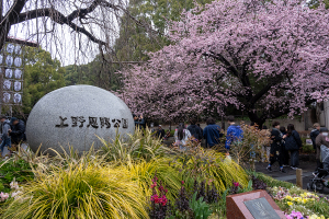 上野公園のオオカンザクラ（大寒桜）