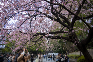 オオカンザクラ（大寒桜）