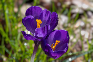 クロッカス（Crocus）