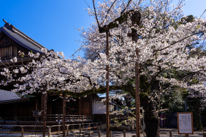 靖国神社の標本木