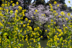 千鳥ヶ淵の桜（ソメイヨシノ）