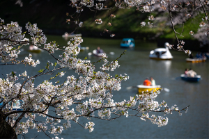 千鳥ヶ淵の桜（ソメイヨシノ）
