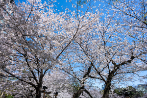 千鳥ヶ淵の桜（ソメイヨシノ）