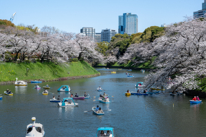 千鳥ヶ淵の桜（ソメイヨシノ）