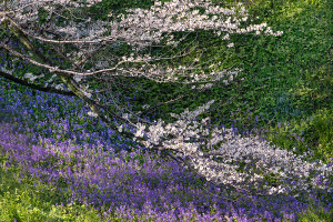 千鳥ヶ淵の桜（ソメイヨシノ）